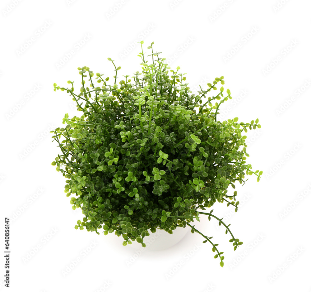 Pot with artificial houseplant isolated on white background