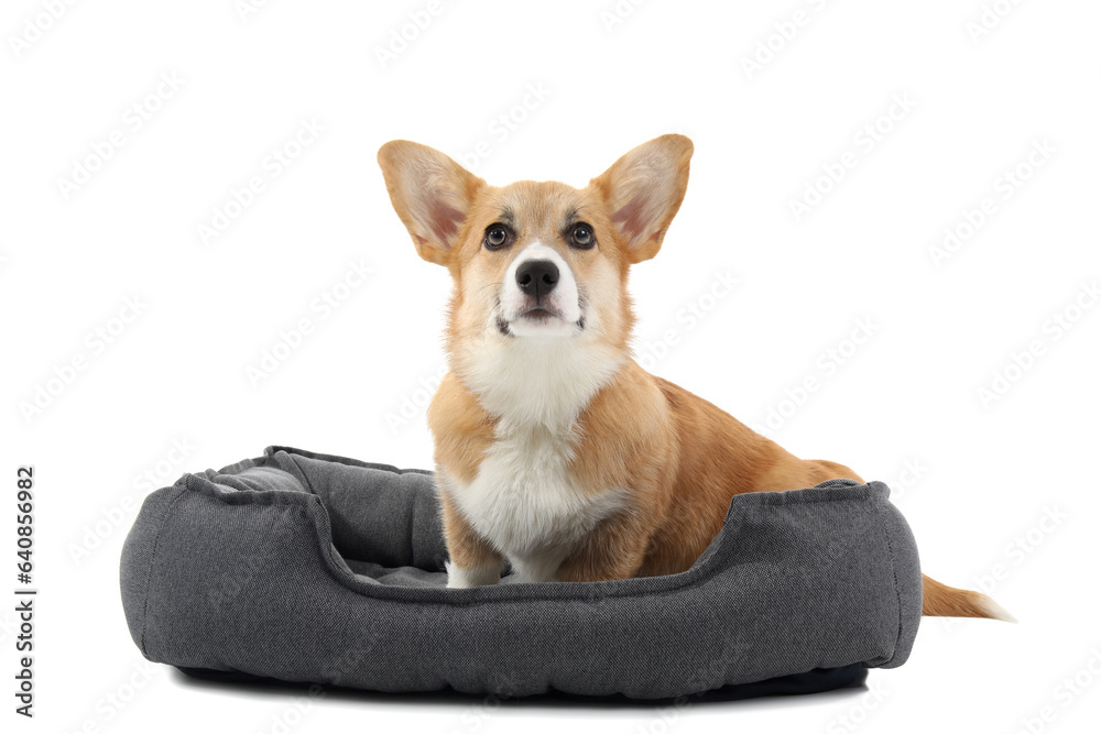 Cute Corgi dog lying in pet bed isolated on white background