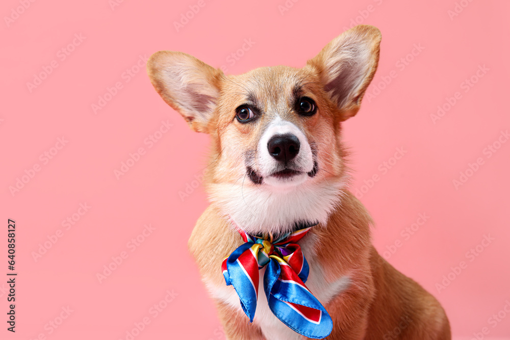 Cute Corgi dog with colorful bow on pink background