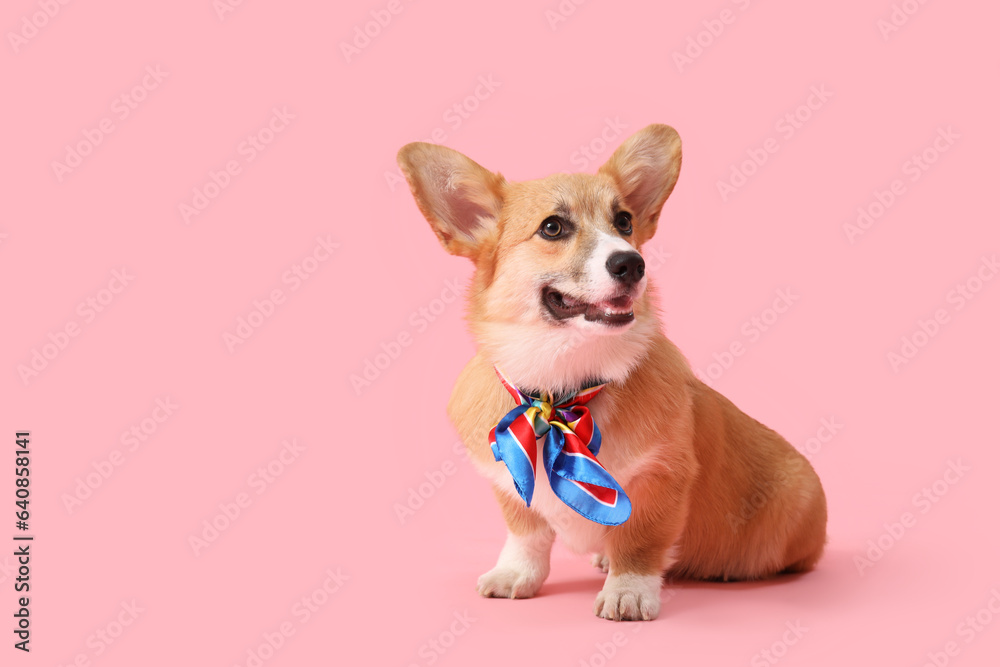 Cute Corgi dog with colorful bow on pink background