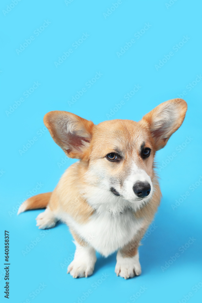 Cute Corgi dog sitting on blue background