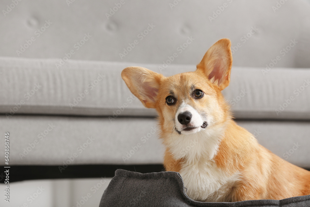 Cute Corgi dog lying in pet bed near grey sofa