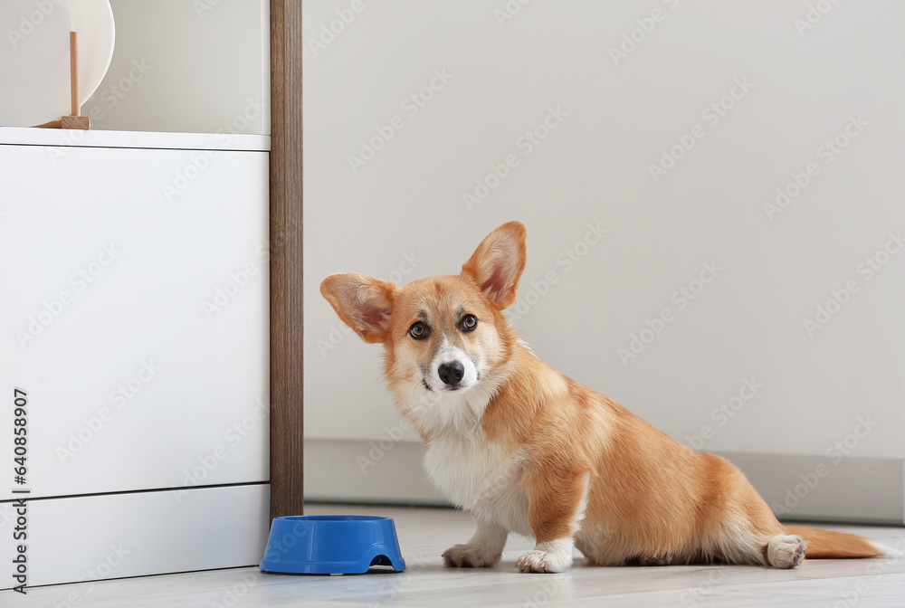 Cute Corgi dog near bowl with food in kitchen