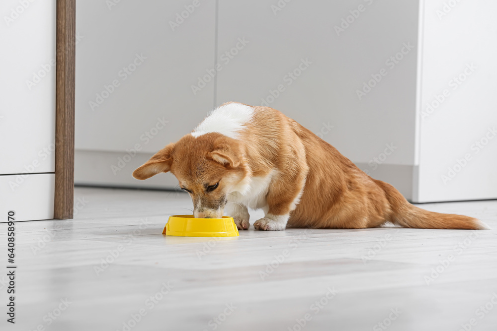 Cute Corgi dog eating food from bowl in kitchen