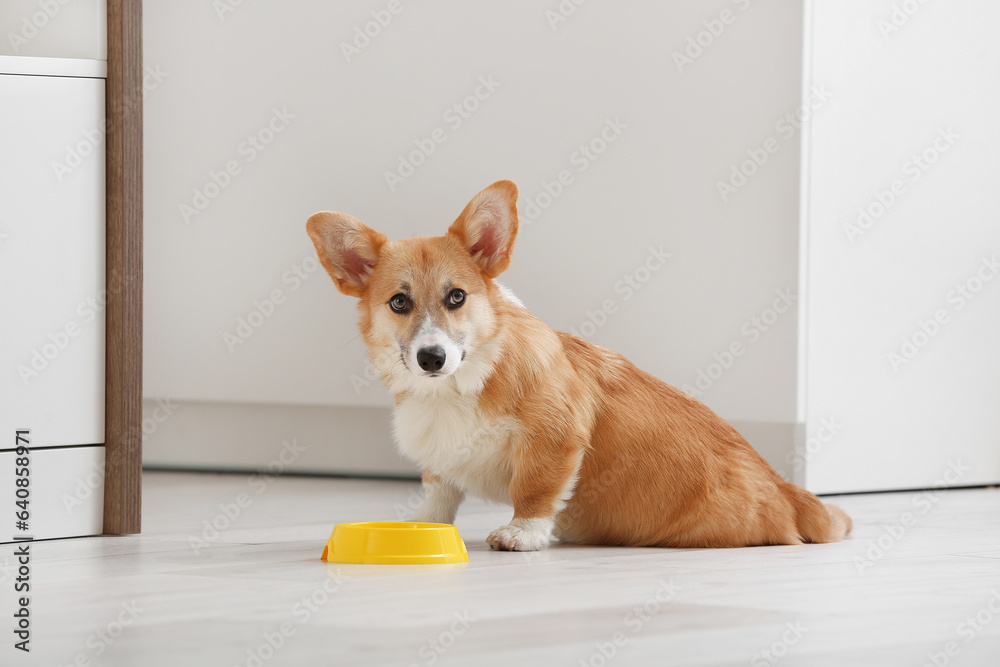 Cute Corgi dog near bowl with food in kitchen