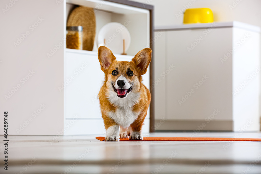 Cute Corgi dog walking on yoga mat in kitchen