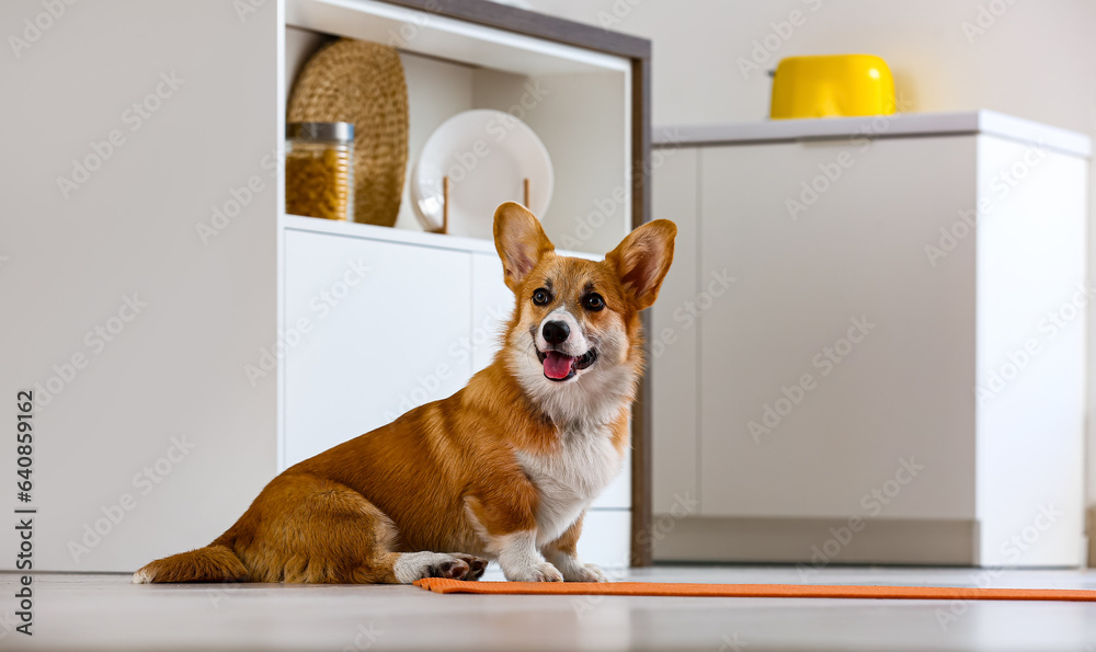 Cute Corgi dog sitting on yoga mat in kitchen