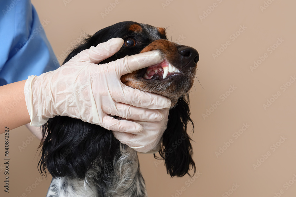 Female veterinarian brushing cocker spaniels teeth near beige wall, closeup