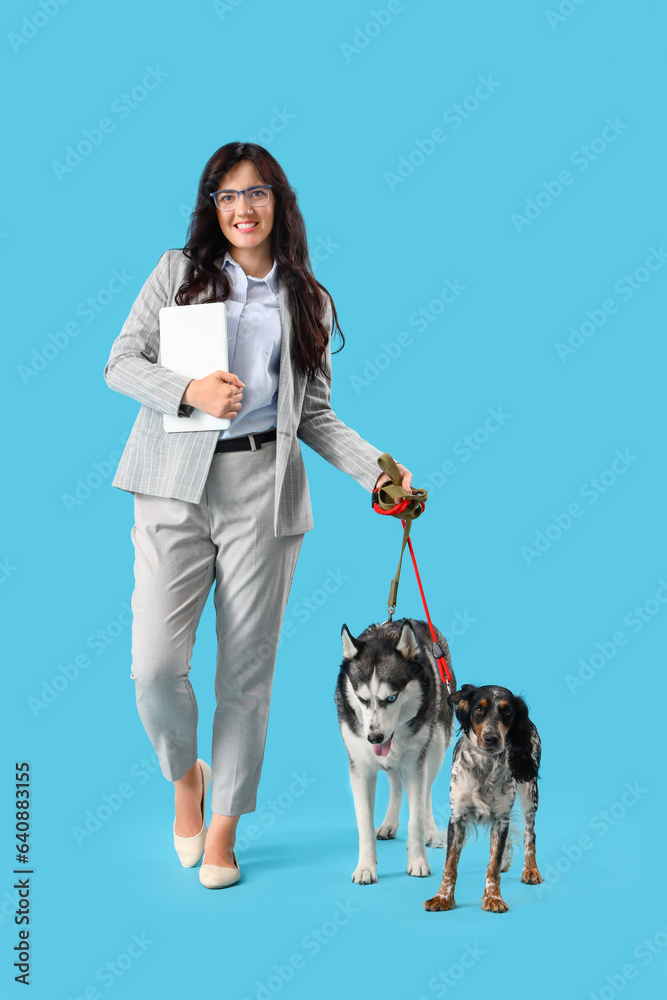 Young businesswoman with laptop and cute dogs walking on blue background