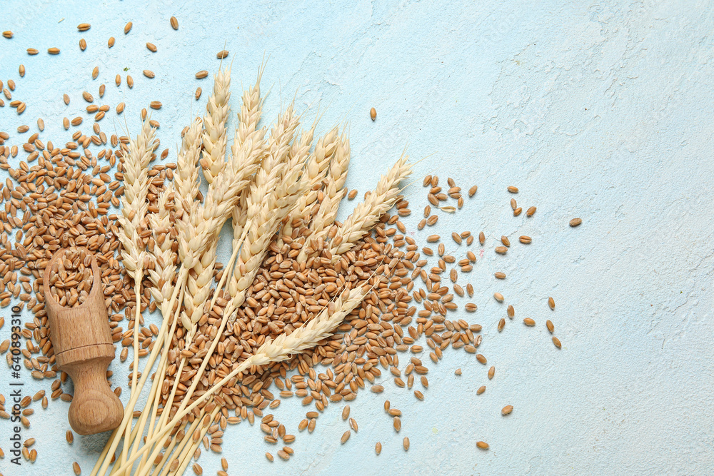 Wheat ears with grains and wooden scoop on blue background