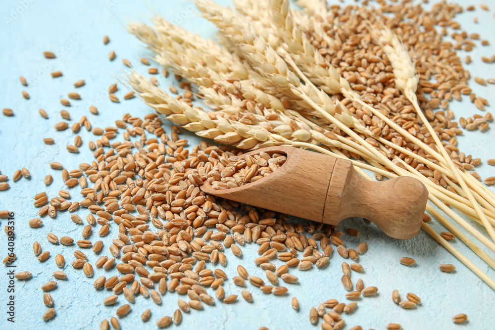 Wheat ears with grains and wooden scoop on blue background