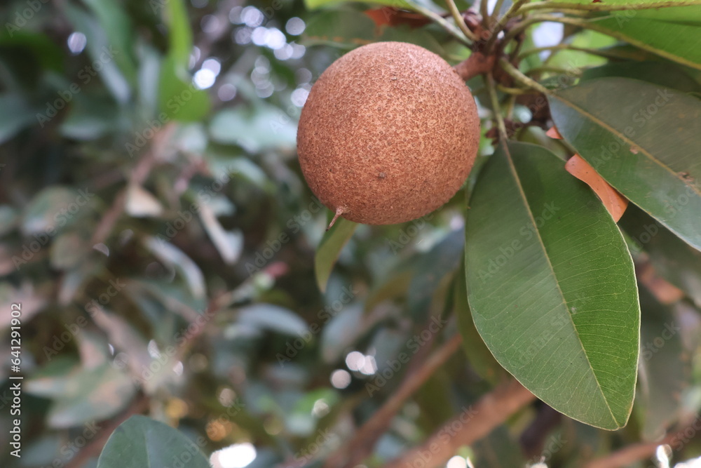 close up sawo or sapodilla fruits  very sweet