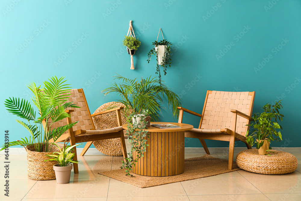 Cozy wicker armchairs, coffee table and houseplants near blue wall