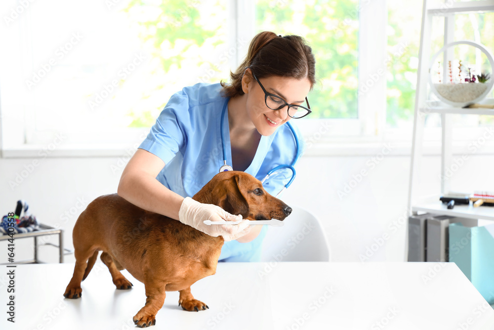 Female veterinarian brushing teeth of dachshund dog in clinic