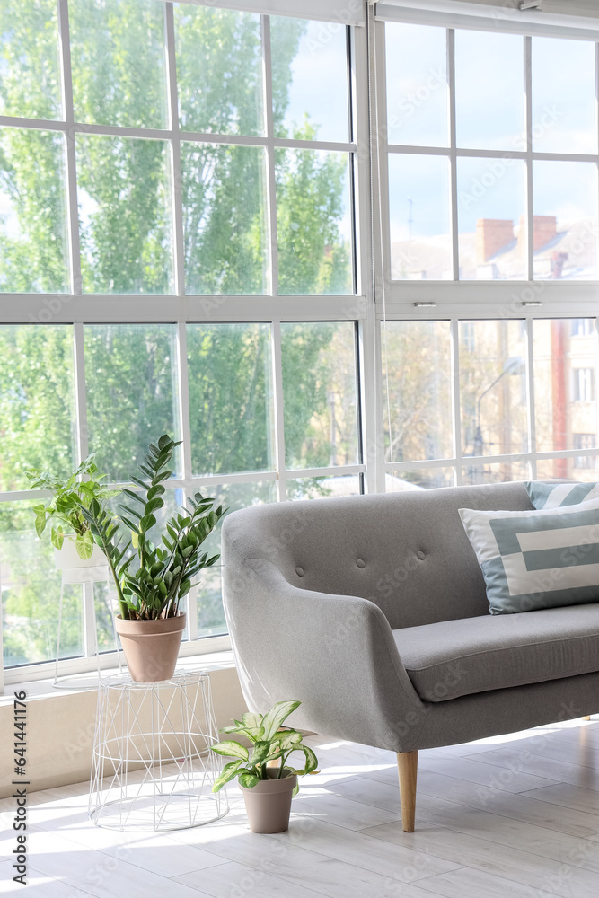 Cozy grey sofa with cushions and houseplants near big window