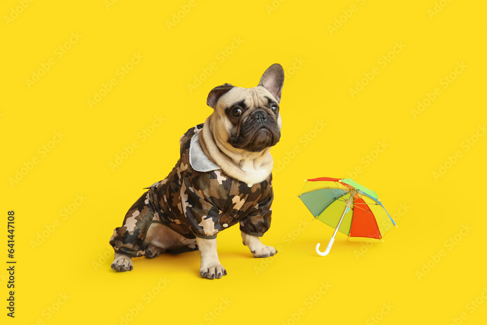 Cute French bulldog in pet clothes with toy umbrella on yellow background