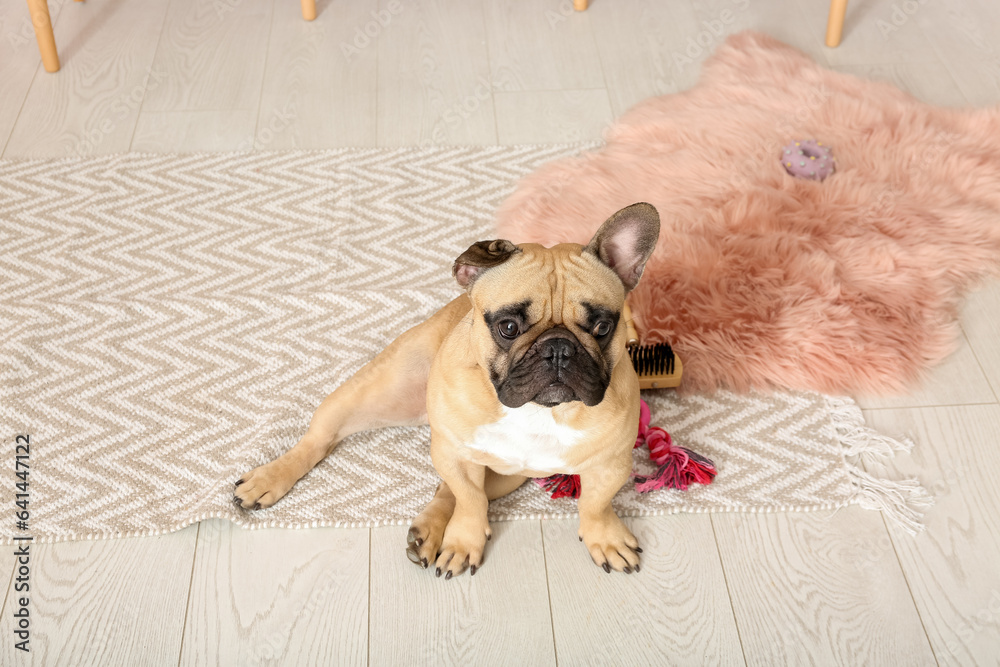 Cute French bulldog on carpet in living room