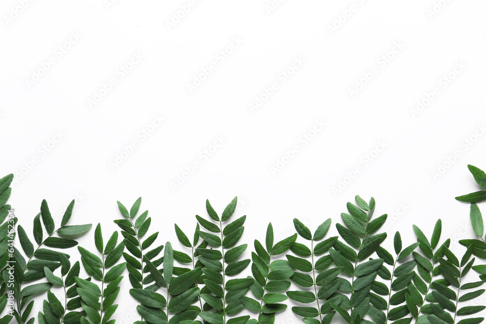 Green leaves of acacia tree on white background