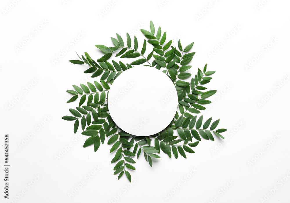 Green leaves of acacia tree with round blank card on white background