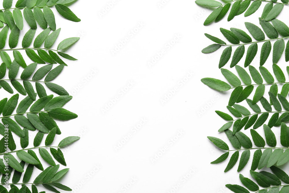 Frame made of green leaves of acacia tree on white background