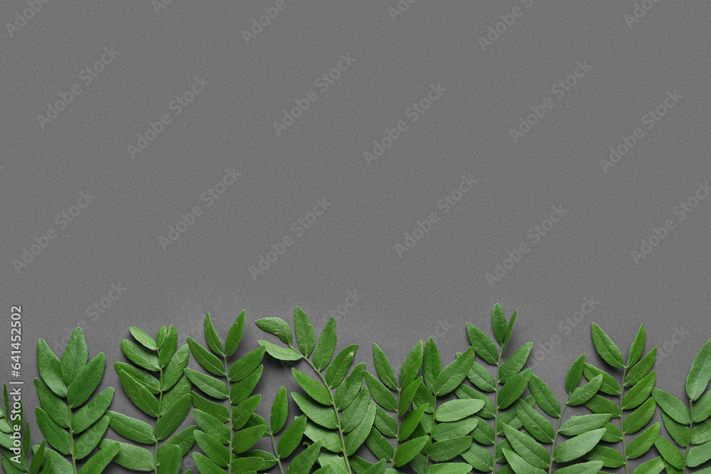 Green leaves of acacia tree on grey background