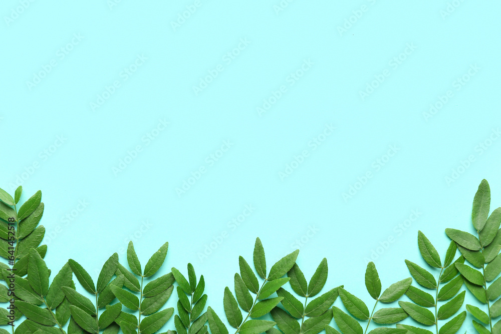 Green leaves of acacia tree on blue background