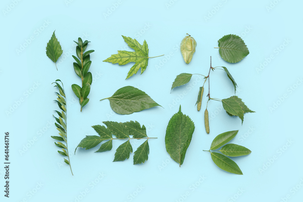 Different green leaves on blue background