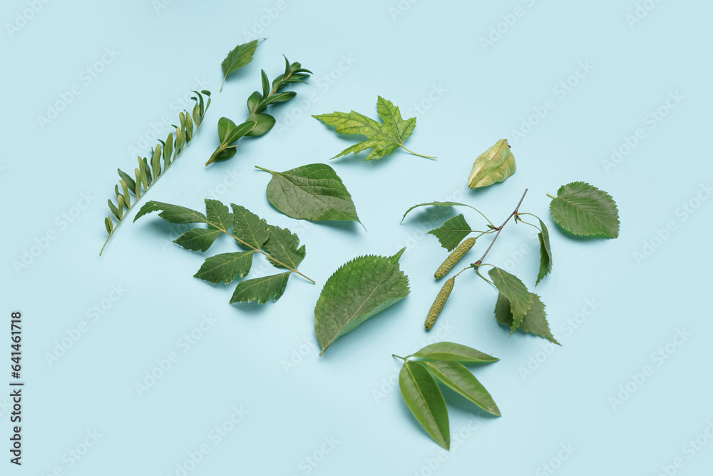 Different green leaves on blue background