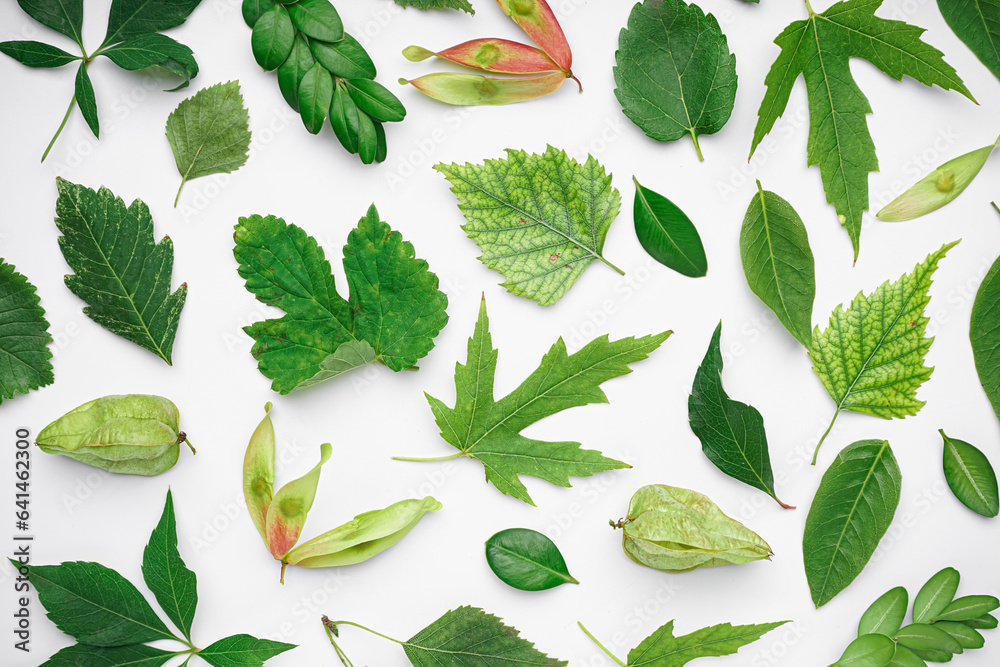 Different green leaves on white background