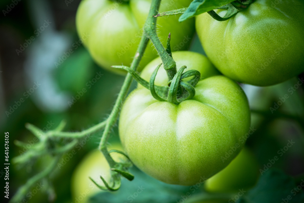 Branches with unripe tomatoes in greenhouse. Selective focus. Shallow depth of field.