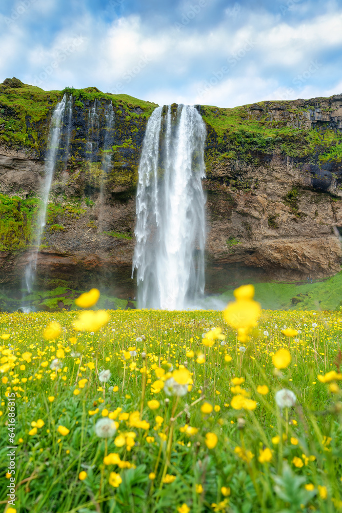 Seljalandsfoss waterfall flowing with yellow flower blooming in summer at Iceland