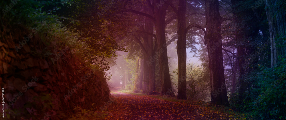 old road and big trees in fog,  mystical foggy forest