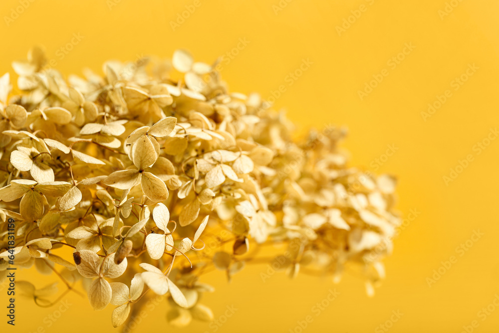 Dried white flowers on yellow background