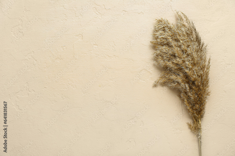 Pampas grass on beige background