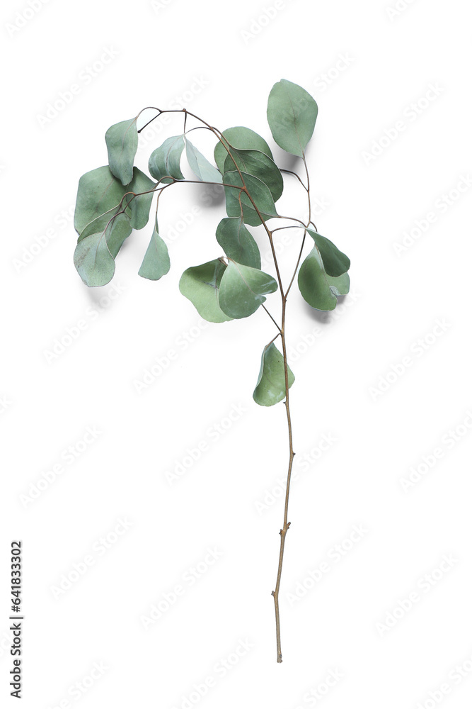 Dried eucalyptus on white background