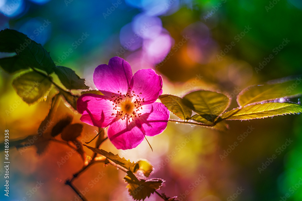 wild rose and beautiful art light background