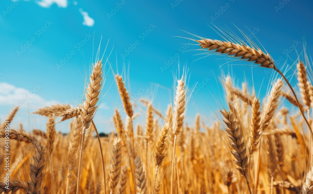 Yellow agricultural field with ripe wheat against the blue sky. ears of wheat close-up