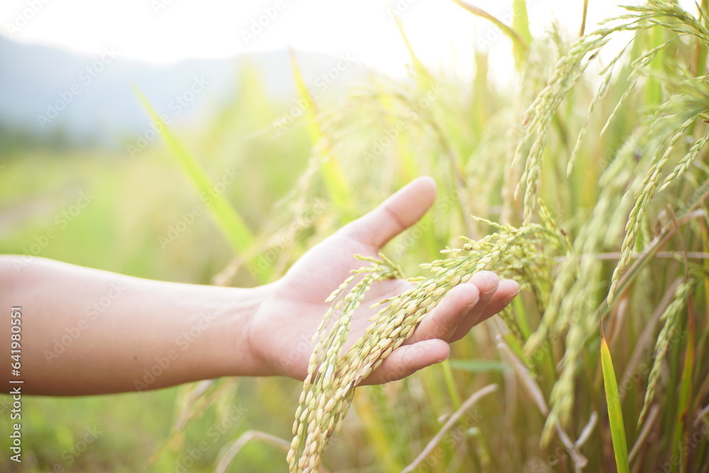 hand is holding rice ready to harvest