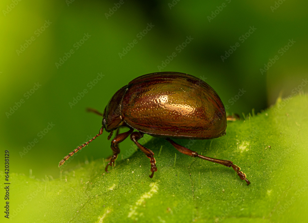 Bronze-colored leaf-cutter beetle crawls on a green leaf.