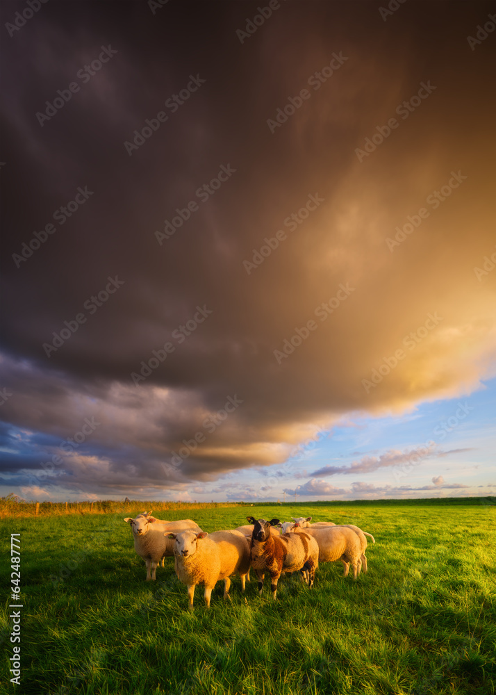 Sheep in a meadow during a bright sunset. Agriculture. Animals on the farm. Food production. A huge 