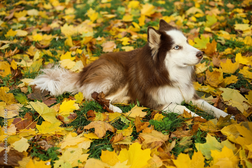 Cute Husky dog lying on fallen leaves in autumn park