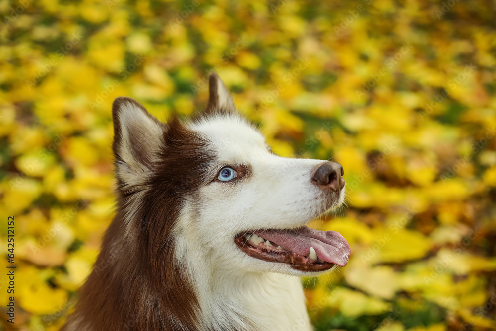 Cute Husky dog in autumn park, closeup