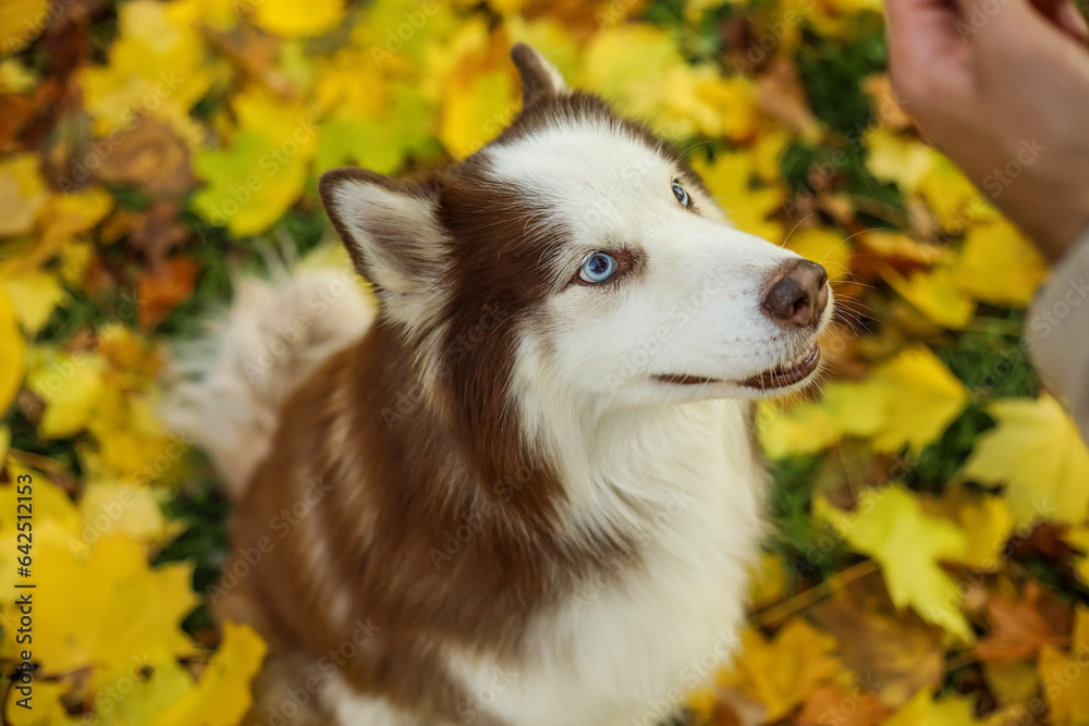 Cute Husky dog in autumn park, closeup