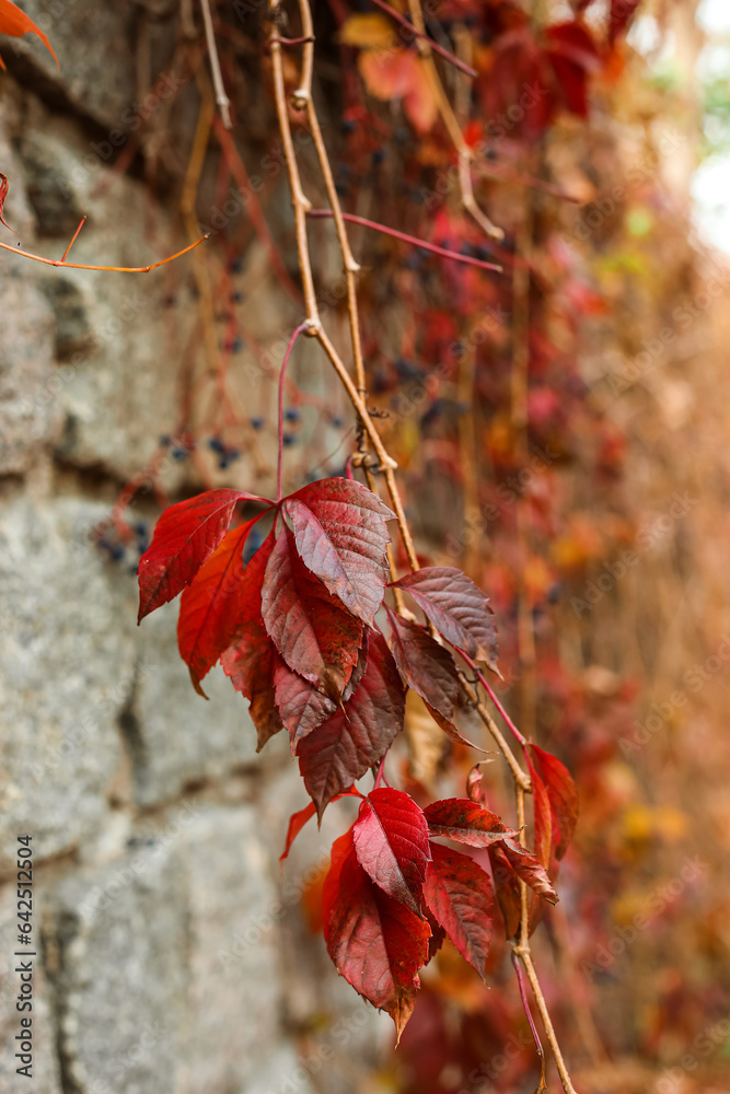 Vine with red leaves in autumn park, closeup