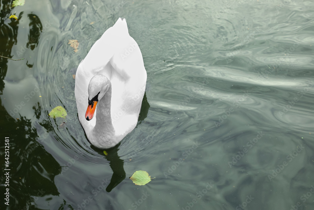 White swan swimming in lake on autumn day