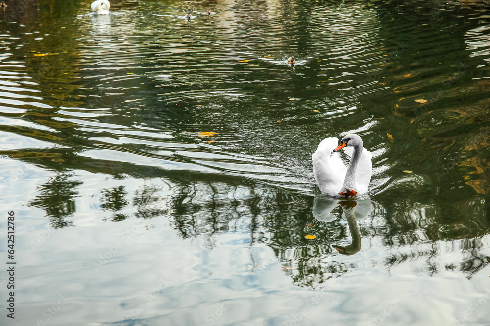 White swan swimming in lake on autumn day