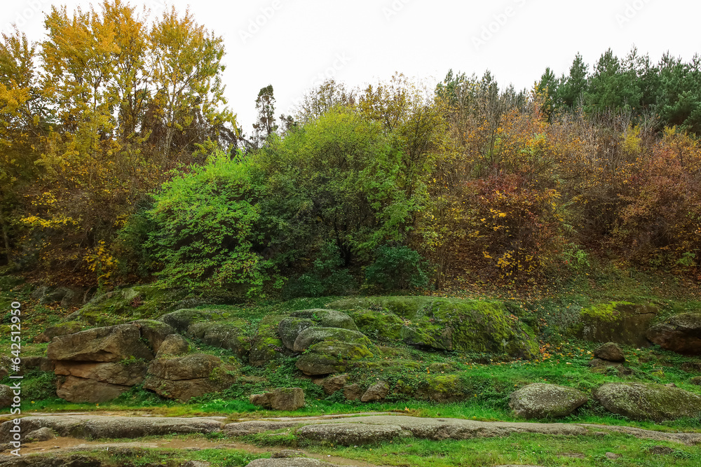 View of autumn forest with trees and stones