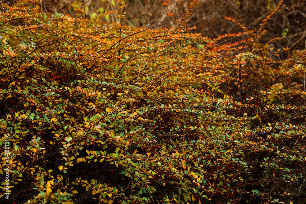 Bushes with yellowed leaves in autumn forest