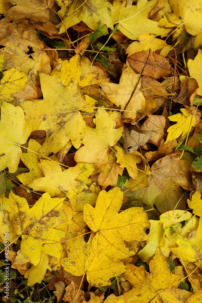 Yellow leaves in autumn forest, closeup