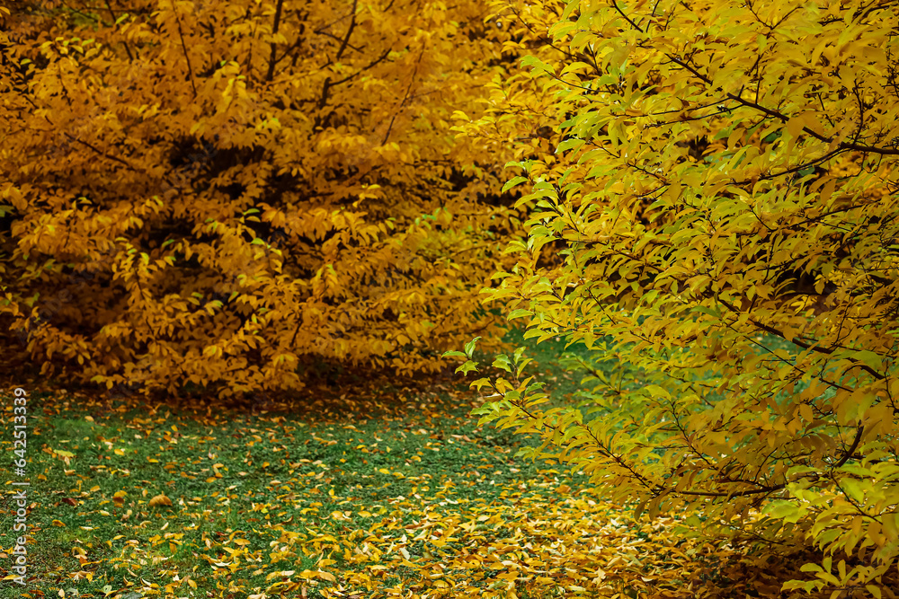 Shrub with yellow leaves in autumn forest